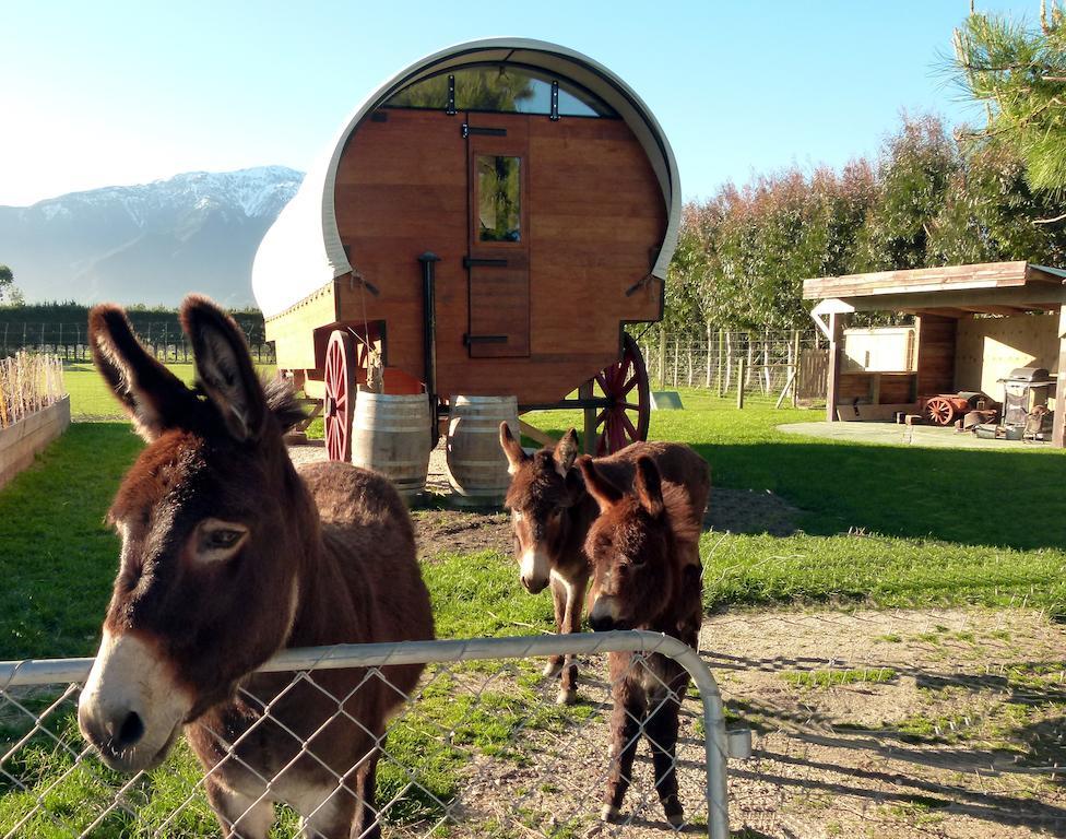 Wacky Stays - Unique Farm-Stay Glamping Rentals, Free Animal Feeding Tours Kaikoura Exterior foto